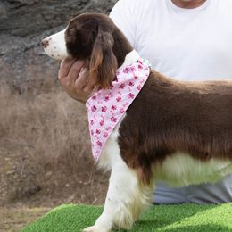 Scarlett - English Springer Spaniel