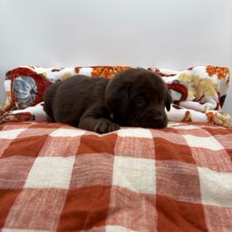 Light pink - Chocolate female Labrador Retriever puppy in Heath Springs, South Carolina from Rich Hill Retrievers