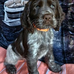 English Springer Spaniel Puppies from Bedell's Riverdog Run