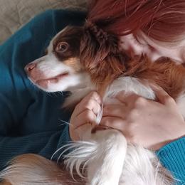 Australian Shepherds, Miniature American Shepherds, Miniature Australian Shepherds, and Toy Australian Shepherds from Double Moon