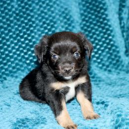 Poppy's Minimal White BTF - Black tri female Toy Australian Shepherd puppy in Leighton, Alabama from Isbell Land & Livestock, LLC