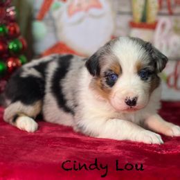 Cindy Lou - Black tri-color female Australian Shepherd puppy in Howardsville, Virginia from Spectacular Aussies and Cavaliers