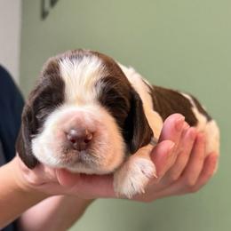 Weller - Liver and white female English Springer Spaniel puppy in Hawesville, Kentucky from Bristol’s Southern English Springer Spaniels