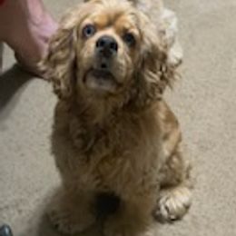 Cocker Spaniels from Maplefox’s Cocker Spaniels