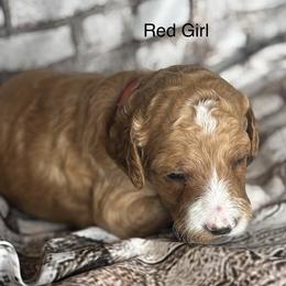 Red Collar Girl - Cream female Goldendoodle puppy in Colorado Springs, Colorado from Pikes Peak Doodles