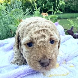 Poodle Puppies from Pet Guardian Smart Kennels, LLC