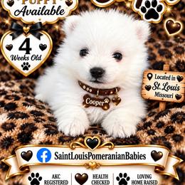 Cooper - White male Pomeranian puppy in St. Louis, Missouri from Saint Louis Pomeranian babies