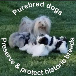 Havanese Puppies from SunWyst Havanese