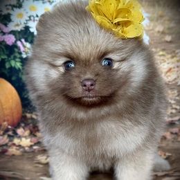 AKC Prissy 3300 - Chocolate sable female Pomeranian puppy in Oklahoma City, Oklahoma from Belle House Pomeranians