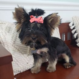 Sabrina - Yorkshire Terrier