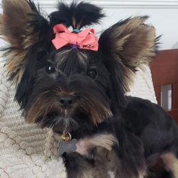Sabrina - Yorkshire Terrier