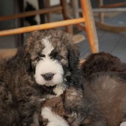 Bernedoodle Puppies from Joy's Dood Ranch
