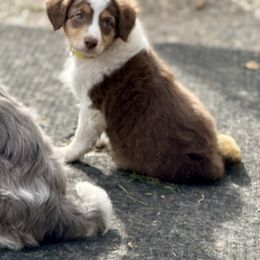 Hazel - Red tri-color female Aussiedoodle puppy in Grants Pass, Oregon from Woodwind Miniatures