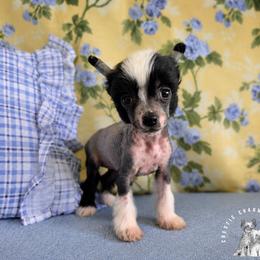 Portia - Black and white female Chinese Crested puppy in Ocala, Florida from Crestie Charm Cottage