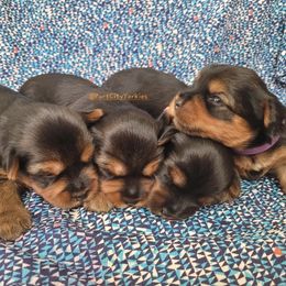 Yorkshire Terrier Puppies from Port City Yorkies LLC