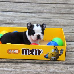 Boston Terrier and Italian Greyhound Puppies from 4Ever Boston Terriers & Italian Greyhounds
