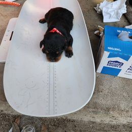 Boy 1 - Rottweiler puppy in Houston, Texas from Wards Pups