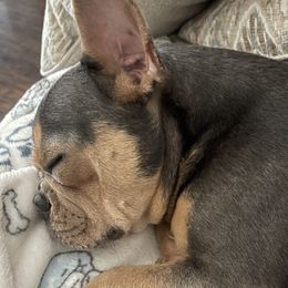 Josie - French Bulldog