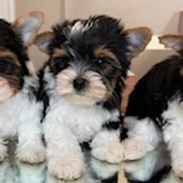 Biewer Terrier puppies from Kilmaren Cavaliers and Born in the USA Biewer Terriers