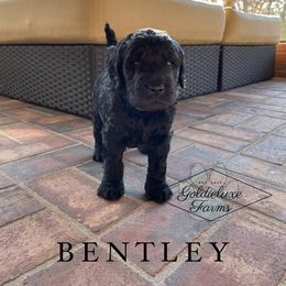 Goldendoodle Puppies from Goldieluxe Farms