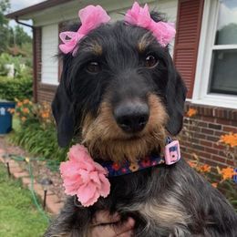 Dachshunds from Durdens Dachshunds