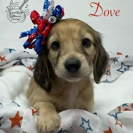 Dove - Cream female Dachshund puppy in Pulaski, Tennessee from Billboard Doxies