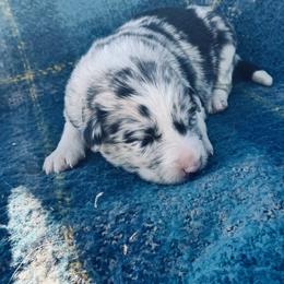 Blue - Blue merle male Border Collie puppy in Minden, Iowa from Rocking N Registered Border Collies & Labradors