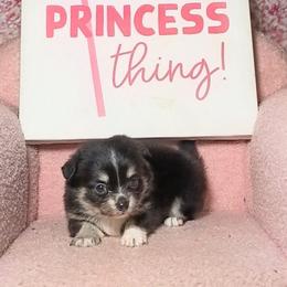 Bella - Black and tan female Chihuahua puppy in Redding, California from Akc ivy league chihuahua .  Com