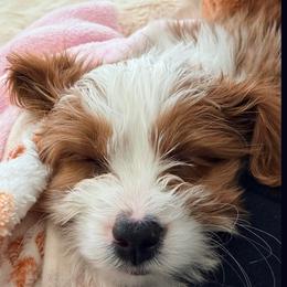Bernedoodle and Cavapoo All Grown Up from FIRMAN & INA TROYER