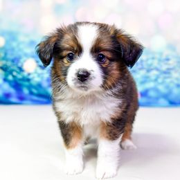 Campfire :  Girl 1  TOY SIZE - Black tri female Miniature Australian Shepherd puppy in Orlando, Florida from iHeart Mini Aussies