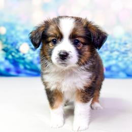 Campfire :  Girl 1  TOY SIZE - Black tri female Miniature Australian Shepherd puppy in Orlando, Florida from iHeart Mini Aussies