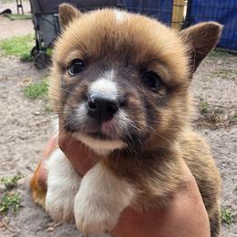 Pheonix's Boy 1 - Sable male Pembroke Welsh Corgi puppy in Middleburg, Florida from Mulkeys Little Corgis