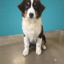 Crash - Black tri-color male Australian Shepherd puppy in De Leon, Texas from Oceanwood
