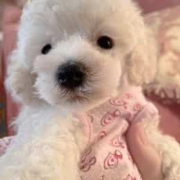 Poodle Puppies from Lowry Toy Poodles