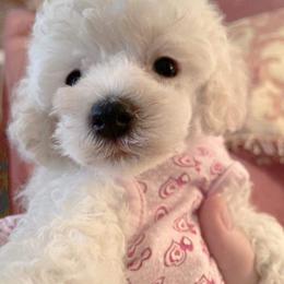 Poodle Puppies from Lowry Toy Poodles
