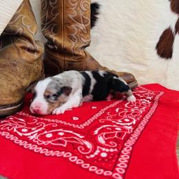 AURORA - Blue merle female Australian Shepherd puppy in Durand, Wisconsin from Larson’s Legacy Aussome Aussie Kennels