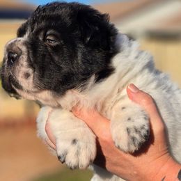 Pugsley - White male Chinese Shar-Pei puppy in Tucson, Arizona from Joplin's Hippo House