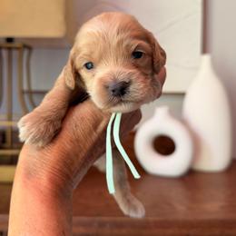 Hopper - Buff male Cockapoo puppy in Alexandria, Alabama from Bright and Beautiful Cockapoos and Doodles