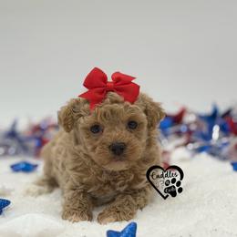 Sassy - Apricot female Poodle puppy in Nashville, Arkansas from Cuddles n Curls