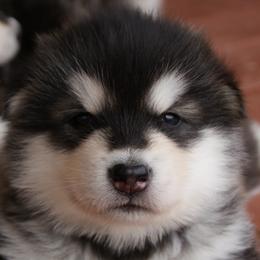 Stephen Hawking "Hawk" - Alaskan Malamute puppy in Cokato, Minnesota from WinterStarz Alaskan Malamutes