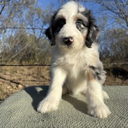 Alabama - Blue merle female Aussiedoodle puppy in Eastland, Texas from H5 Mini Doodles