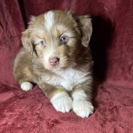 Boy 1 - Red male Toy Australian Shepherd puppy in Hokes Bluff, Alabama from Alegria Toy Aussies
