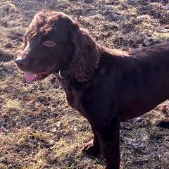Gus - Boykin Spaniel