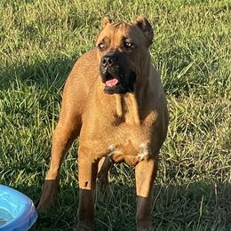 Ruby - Cane Corso