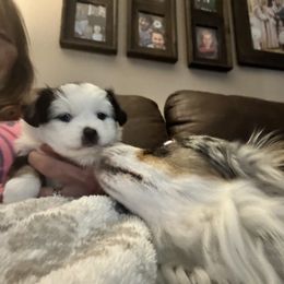 Girl 2 - Black tri Toy Australian Shepherd puppy in Appleton, Minnesota from MN Pomme De Terre Aussies