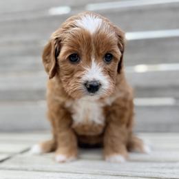 Zinnia (Teal) - Red  female Goldendoodle puppy in Twin Falls, Idaho from Magic Valley Family Doodles