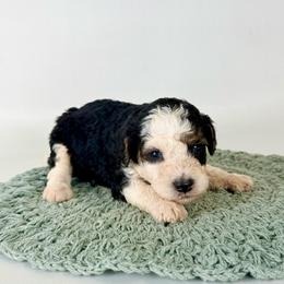 Toby - Tri-color male Bernedoodle puppy in Goldsboro, North Carolina from The Grantham House