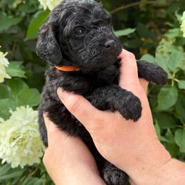 Deborah Franklin - Black female Poodle puppy in Fairfield, North Carolina from Leaning T Ranch