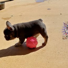 Boston Terrier and French Bulldog Puppies from Freedom Bostons