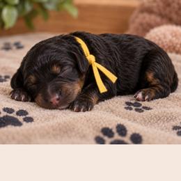 Toffee - Phantom female Goldendoodle puppy in Surprise, Arizona from Gentle Paw Poodles and Doodles